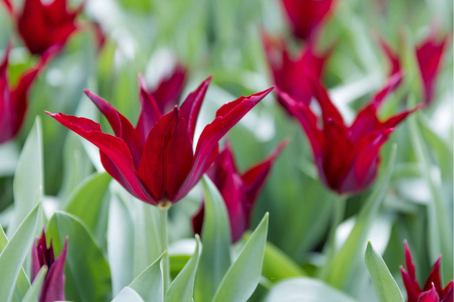 Tulppaani 'Sarah Raven'